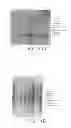 Fig. 12 - Method for inhibiting binding to B-cell receptor
