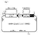 Fig. 02 - Pharmaceutical agent comprising anti-BMP9 antibody as active ingredient for treatment of anemia such as renal anemia and cancer anemia
