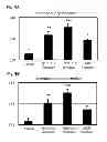 Fig. 10 - Pharmaceutical agent comprising anti-BMP9 antibody as active ingredient for treatment of anemia such as renal anemia and cancer anemia