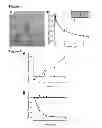 Fig. 04 - Antibodies to TTR and methods of use
