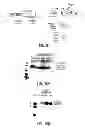 Fig. 07 - CLOSTEROVIRUS-BASED NUCLEIC ACID MOLECULES AND USES THEREOF