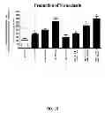 Fig. 04 - Aldosterone induced vascular elastin production