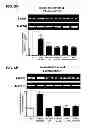 Fig. 10 - Aldosterone induced vascular elastin production