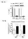 Fig. 16 - Aldosterone induced vascular elastin production