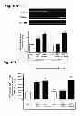 Fig. 21 - Aldosterone induced vascular elastin production
