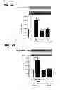 Fig. 26 - Aldosterone induced vascular elastin production
