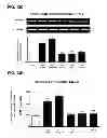 Fig. 28 - Aldosterone induced vascular elastin production