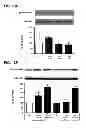Fig. 29 - Aldosterone induced vascular elastin production