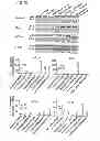 Fig. 04 - FTY720 Increases CD74 Expression and Sensitizes Cancer Cells to Anti-CD74 Antibody-Mediated Cell Death