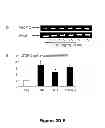 Fig. 04 - METHODS AND  COMPOSITIONS FOR TREATING INFLAMMATORY CONDITIONS