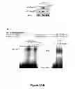 Fig. 05 - METHODS AND  COMPOSITIONS FOR TREATING INFLAMMATORY CONDITIONS
