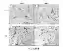 Fig. 09 - METHODS AND  COMPOSITIONS FOR TREATING INFLAMMATORY CONDITIONS