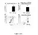 Fig. 17 - METHODS AND  COMPOSITIONS FOR TREATING INFLAMMATORY CONDITIONS