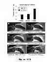 Fig. 20 - METHODS AND  COMPOSITIONS FOR TREATING INFLAMMATORY CONDITIONS