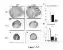 Fig. 26 - METHODS AND  COMPOSITIONS FOR TREATING INFLAMMATORY CONDITIONS