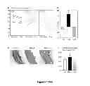 Fig. 27 - METHODS AND  COMPOSITIONS FOR TREATING INFLAMMATORY CONDITIONS