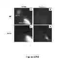 Fig. 29 - METHODS AND  COMPOSITIONS FOR TREATING INFLAMMATORY CONDITIONS