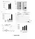 Fig. 34 - METHODS AND  COMPOSITIONS FOR TREATING INFLAMMATORY CONDITIONS