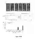 Fig. 35 - METHODS AND  COMPOSITIONS FOR TREATING INFLAMMATORY CONDITIONS