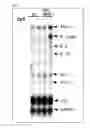 Fig. 08 - Methods for using extracellular adenosine inhibitors and adenosine receptor inhibitors to enhance immune response and inflammation