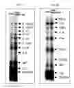Fig. 09 - Methods for using extracellular adenosine inhibitors and adenosine receptor inhibitors to enhance immune response and inflammation
