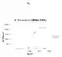 Fig. 07 - IMMUNOSTIMULATORY NUCLEIC ACID PACKAGED PARTICLES FOR THE TREATMENT OF HYPERSENSITIVITY