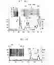Fig. 12 - Compositions and methods using recombinant MHC molecules for the treatment of stroke