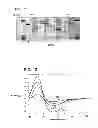 Fig. 13 - Compositions and methods using recombinant MHC molecules for the treatment of stroke