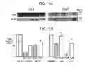 Fig. 19 - Compositions and methods using recombinant MHC molecules for the treatment of stroke