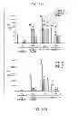 Fig. 26 - Compositions and methods using recombinant MHC molecules for the treatment of stroke