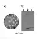 Fig. 11 - Alphavirus compositions and methods of use