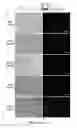 Fig. 15 - Alphavirus compositions and methods of use