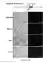 Fig. 16 - Alphavirus compositions and methods of use