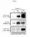 Fig. 06 - PHARMACEUTICAL COMPOSITION FOR TREATING OR PREVENTING CANCER BY INDUCING DENDRITIC CELL-LIKE DIFFERENTIATION FROM MONOCYTES TO IMPROVE ANTICANCER IMMUNE ACTIVITY