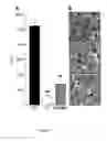 Fig. 06 - Virus traps