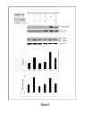 Fig. 07 - GRANZYME B INHIBITOR COMPOSITIONS, METHODS AND USES FOR PROMOTING WOUND HEALING