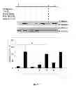 Fig. 08 - GRANZYME B INHIBITOR COMPOSITIONS, METHODS AND USES FOR PROMOTING WOUND HEALING