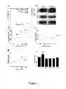 Fig. 09 - GRANZYME B INHIBITOR COMPOSITIONS, METHODS AND USES FOR PROMOTING WOUND HEALING