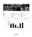 Fig. 14 - GRANZYME B INHIBITOR COMPOSITIONS, METHODS AND USES FOR PROMOTING WOUND HEALING