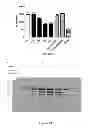 Fig. 19 - GRANZYME B INHIBITOR COMPOSITIONS, METHODS AND USES FOR PROMOTING WOUND HEALING