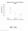 Fig. 12 - CONJUGATE ANGIOSTATION OR ITS FRAGMENT, THE METHOD OF PRODUCING THE CONJUGATE AND USE THEREOF