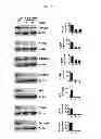 Fig. 09 - COMPOSITIONS COMPRISING EXTRACTS OR FRACTIONS DERIVED FROM ANNONA SQUAMOSA FOR THE PREVENTION, TREATMENT OR CONTROL OF INFLAMMATORY AND METABOLIC DISORDERS