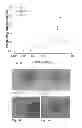 Fig. 07 - Viral inactivated platelet extract, use and preparation thereof