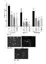 Fig. 09 - Viral inactivated platelet extract, use and preparation thereof