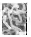Fig. 15 - Method for fabricating coiled nano carbon material, coiled nano carbon layered substrate and coiled nano carbon material thereof