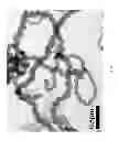 Fig. 16 - Method for fabricating coiled nano carbon material, coiled nano carbon layered substrate and coiled nano carbon material thereof