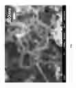 Fig. 18 - Method for fabricating coiled nano carbon material, coiled nano carbon layered substrate and coiled nano carbon material thereof