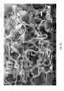 Fig. 19 - Method for fabricating coiled nano carbon material, coiled nano carbon layered substrate and coiled nano carbon material thereof