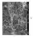 Fig. 22 - Method for fabricating coiled nano carbon material, coiled nano carbon layered substrate and coiled nano carbon material thereof