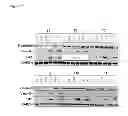 Fig. 08 - METHODS FOR THE IDENTIFICATION OF AGENTS THAT INHIBIT MESENCHYMAL-LIKE TUMOR CELLS OR THEIR FORMATION